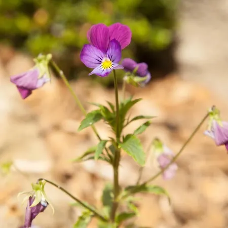 Nocleg ze śniadaniem La Pause Angevine 3*