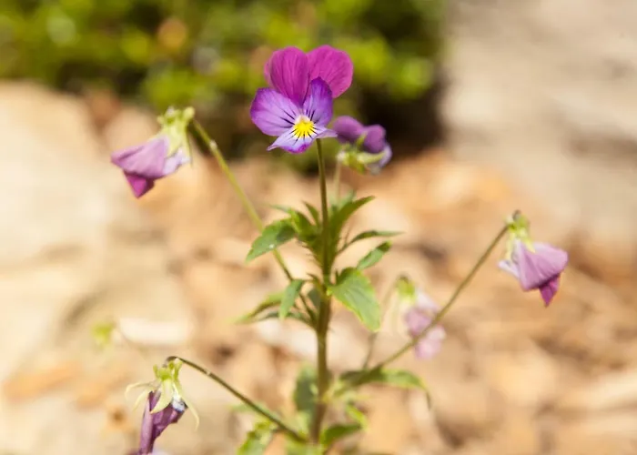 Nocleg ze śniadaniem La Pause Angevine 3*